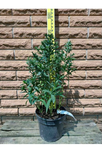 Астра кустовая Старлайт  - 3л/вис.40-50см/Ø30-40см